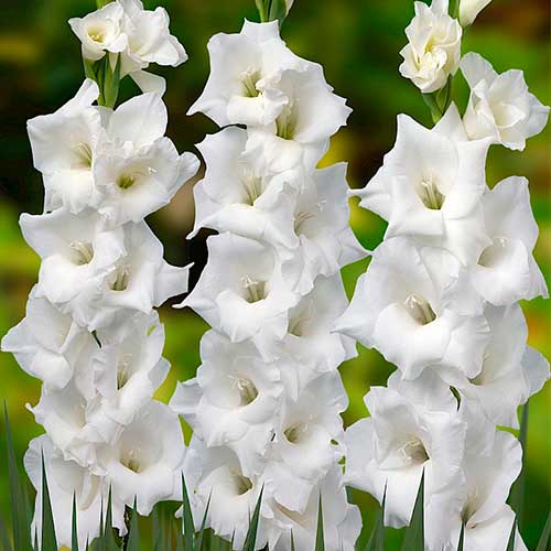Мега экономия! Гладиолус Уайт Просперити рисунок 1 артикул 70466