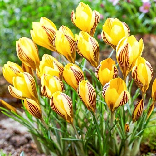 Крокус Фускотинктус рисунок 1 артикул 67539