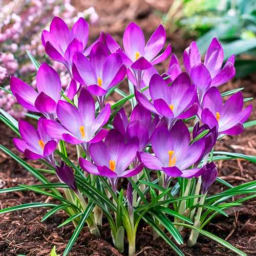 Мега экономия! Крокус Руби Гиант рисунок 1 артикул 67538