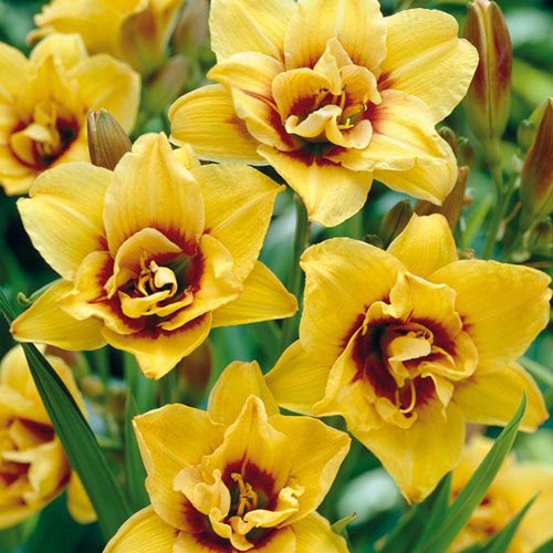 Мега економія! Лілійник Дабл Маунт Хелена зображення 1 артикул 68381