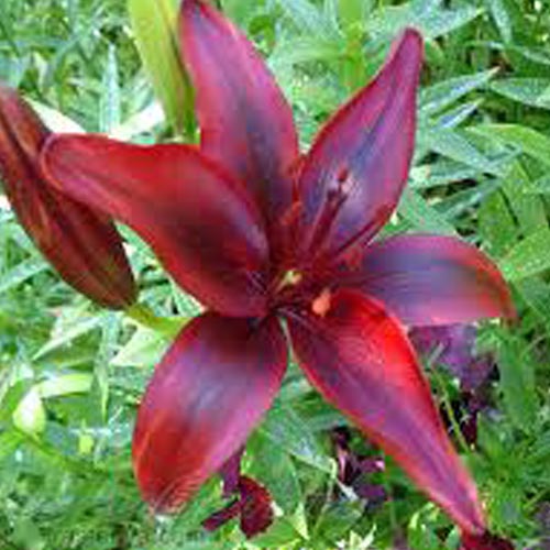 Мега экономия! Лилия азиатская Блэк Аут рисунок 1 артикул 68383