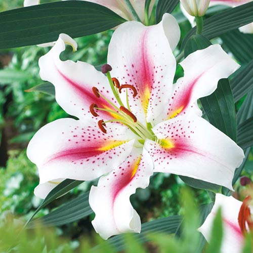 Лілія орієнталь Розі Доун зображення 1 артикул 76322