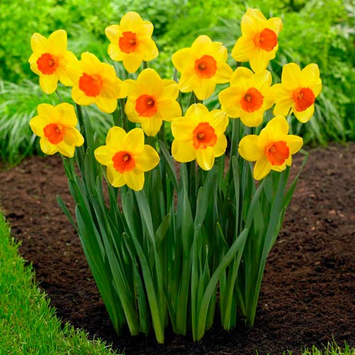 Мега экономия! Нарцисс Ред Девон рисунок 1 артикул 67533