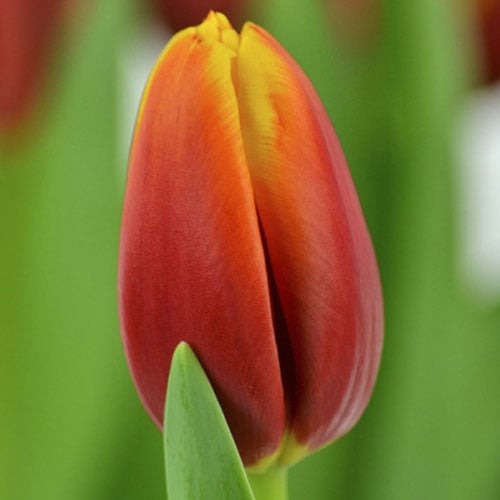 Тюльпан Тріумф Andre Citroen артикул фото 1 Тюльпан Тріумф Andre Citroen зображення 1 артикул 67898