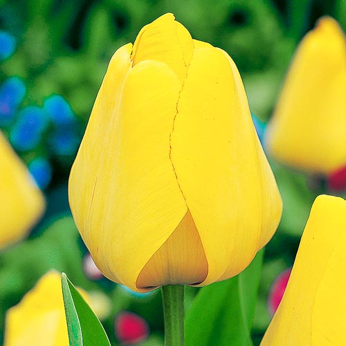 Мега экономия! тюльпан Дарвина Голден Парад рисунок 1 артикул 67519