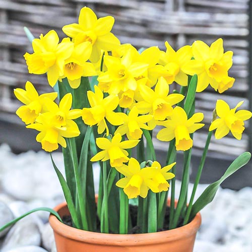 Мега экономия! Нарцисс Тет-а-Тет рисунок 1 артикул 67530