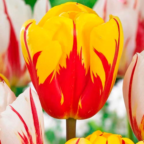 Мега экономия! Тюльпан Триумф Холланд Куин рисунок 1 артикул 67526