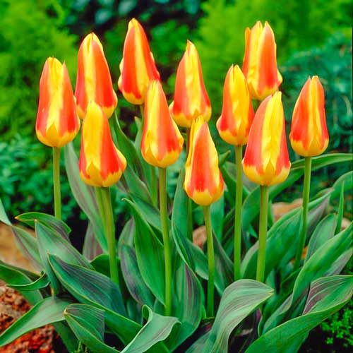 Мега экономия! Тюльпаны Кауфмана Корона артикул фото 1 Мега экономия! Тюльпаны Кауфмана Корона рисунок 1 артикул 67529