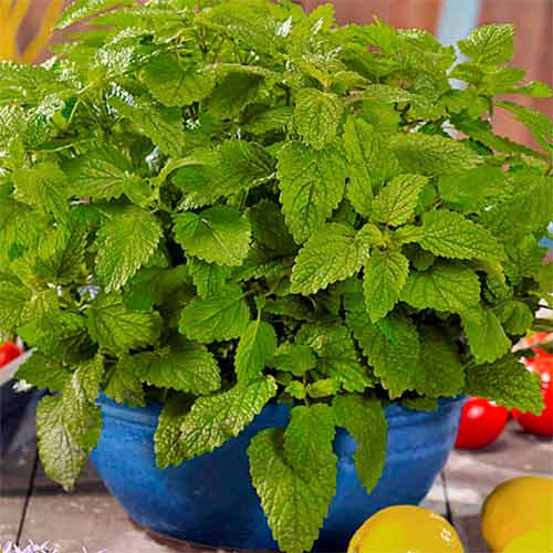 Мелісса лимонна, насіння артикул фото 1 Мелісса лимонна, насіння зображення 1 артикул 66535