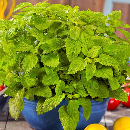 Мелисса лимонная Соборная Seedera рисунок 1 артикул 65651