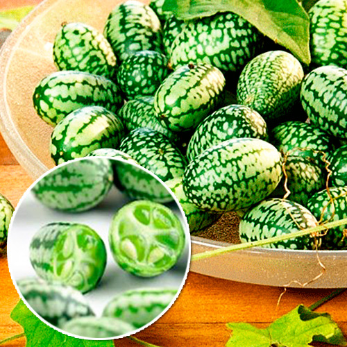 Мелотрія Колібрі ( міні-кавун), насіння зображення 1 артикул 65254