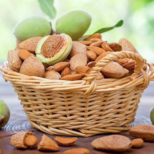 Миндаль Прибрежный рисунок 1 артикул 4205