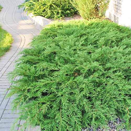 Микробиота перекрестнопарная Голд Спот рисунок 1 артикул 9444