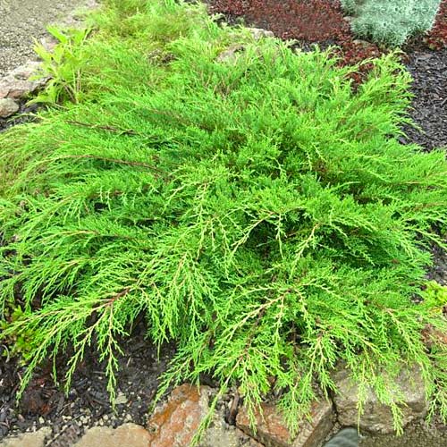 Мікробіота перехреснопарна Якобсен артикул фото 1 Мікробіота перехреснопарна Якобсен зображення 1 артикул 9445