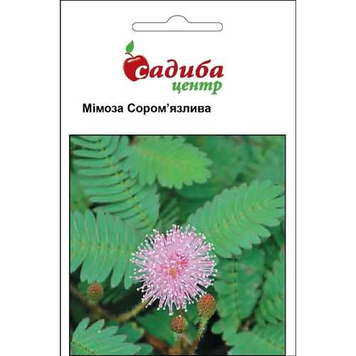 Мимоза стыдливая Садыба центр артикул фото 1 Мимоза стыдливая Садыба центр рисунок 1 артикул 66216