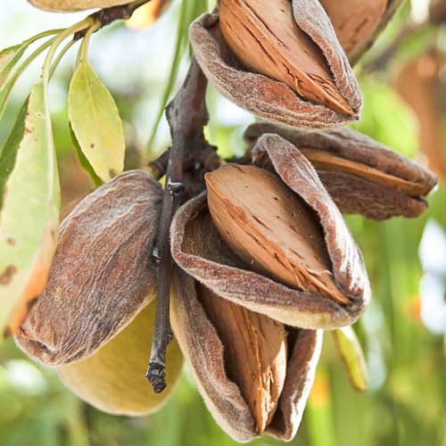 Миндаль Амаретто рисунок 2 артикул 7425