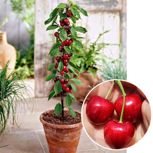 Мини-черешня Гарден Бинг артикул фото 1 Мини-черешня Гарден Бинг рисунок 1 артикул 7137