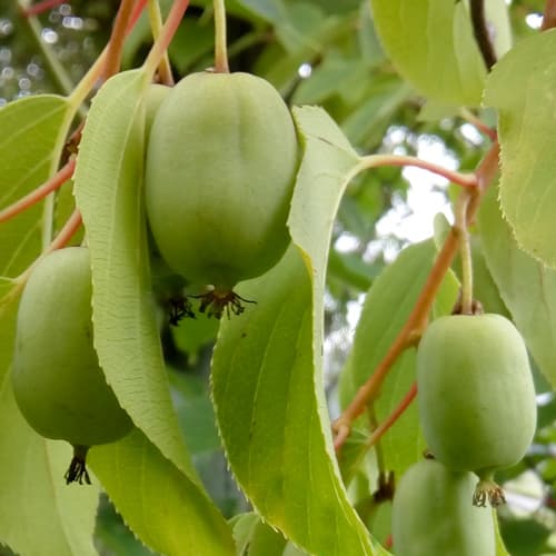 Мини-киви (актинидия) Адам рисунок 1 артикул 7180