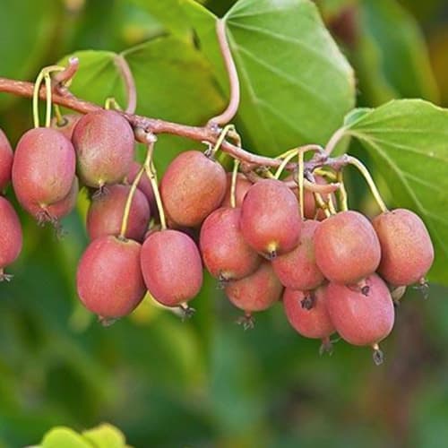 Мини-киви (актинидия) Бинго рисунок 1 артикул 5736