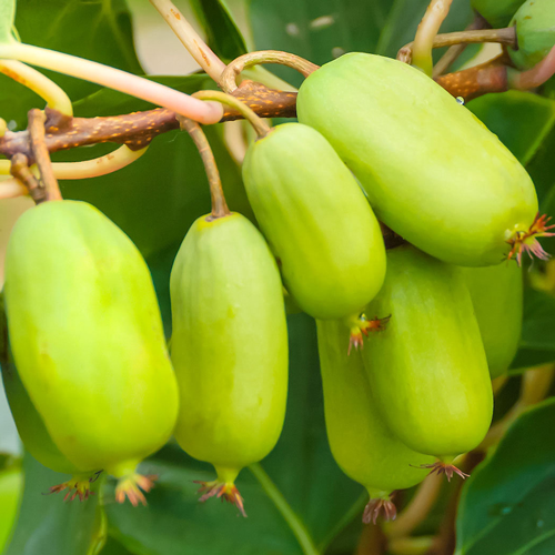 Міні-ківі (актинідія) крупноплідна зображення 1 артикул 8490