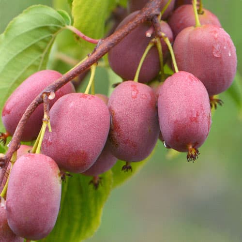 Міні-ківі (актинiдiя) Пурпурна садова артикул фото 1 Міні-ківі (актинiдiя) Пурпурна садова зображення 1 артикул 9315