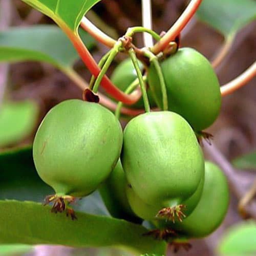 Міні-ківі (актинiдiя) Вереснева зображення 1 артикул 9316