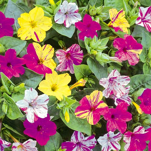 Мирабилис Ночная красавица  рисунок 1 артикул 2948