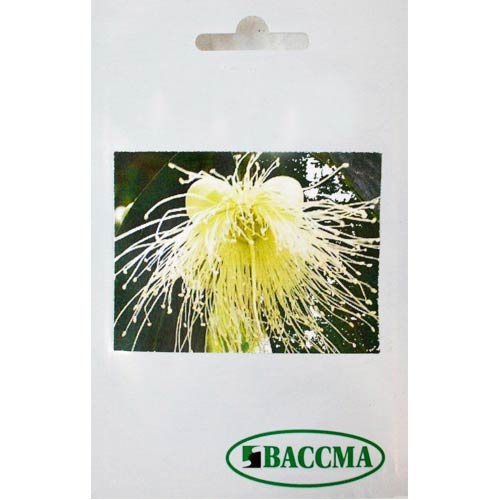 Мирт Seedera артикул фото 1 Мирт Seedera рисунок 1 артикул 72340