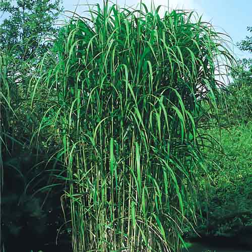 Міскантус Гігантський зображення 1 артикул 68705