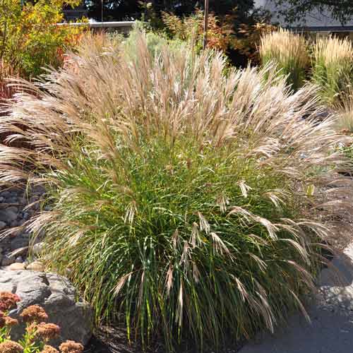 Міскантус китайський Адажіо зображення 1 артикул 68706