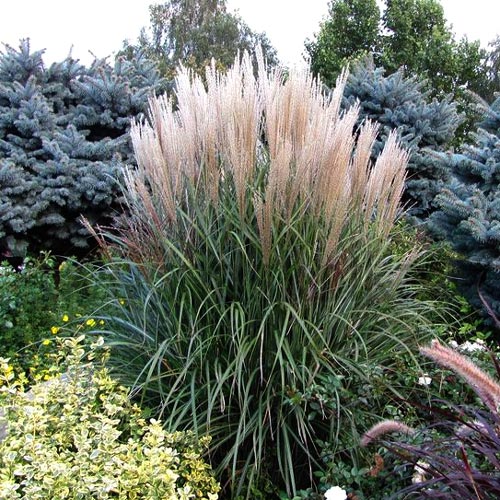 Міскантус китайський Гросс Фонтейн зображення 1 артикул 9536