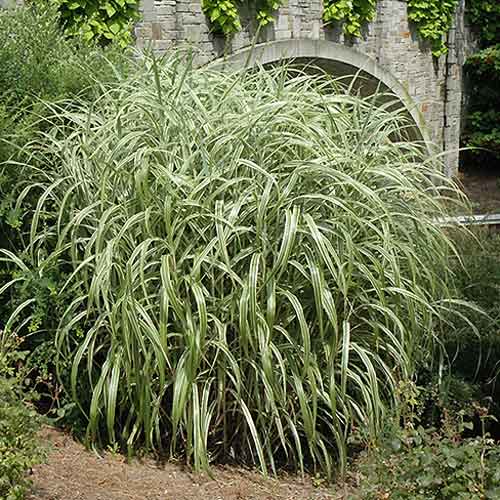 Міскантус китайський Кабарет зображення 1 артикул 9537