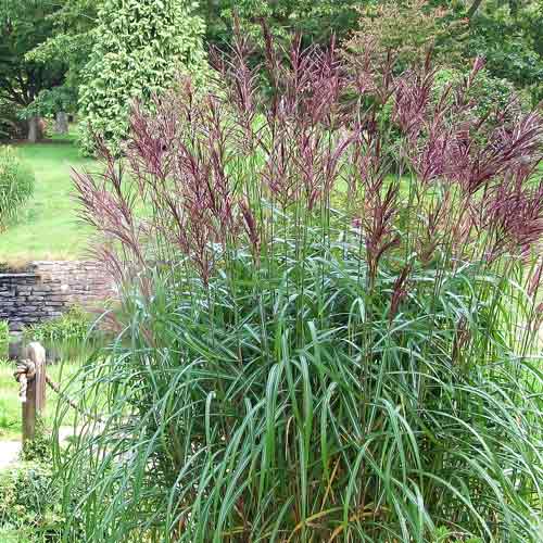 Міскантус китайський Кратер зображення 1 артикул 68707