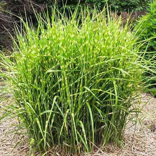 Міскантус китайський Літтл Зебра зображення 1 артикул 68810