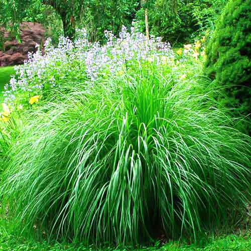 Міскантус китайський Монінг Лайт зображення 1 артикул 68708