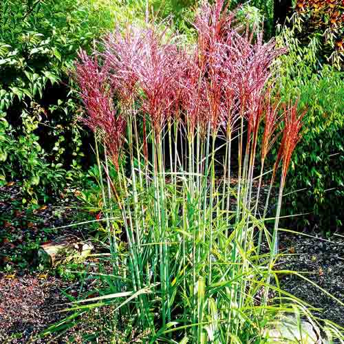 Міскантус китайський Ред Чіф зображення 1 артикул 68811