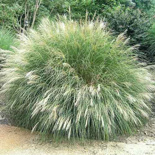 Міскантус китайський Ванілла Скай зображення 1 артикул 68808