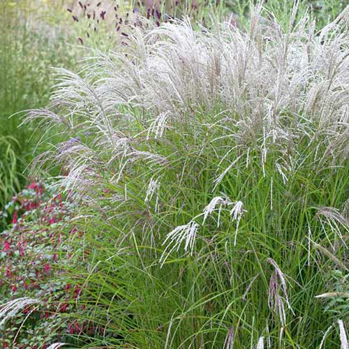 Міскантус китайський Кляйн Фонтане зображення 1 артикул 76127