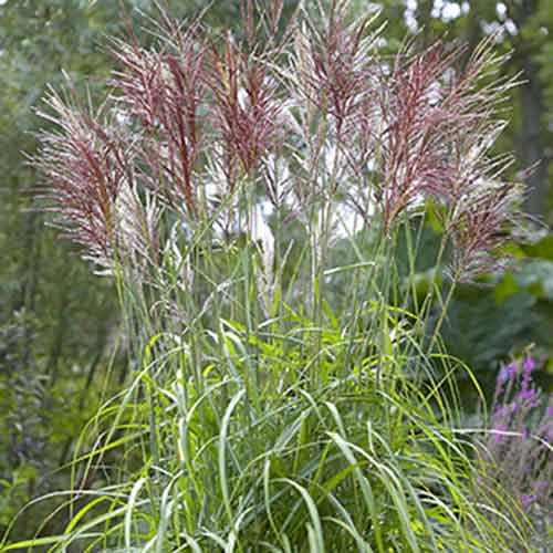 Міскантус китайський Малепартус зображення 1 артикул 70443