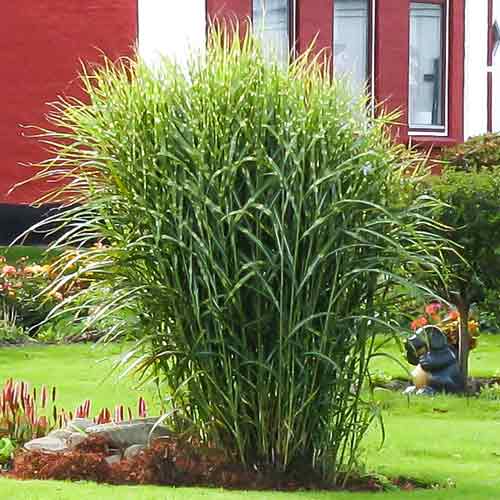 Мискантус китайский Зебринус рисунок 1 артикул 68809