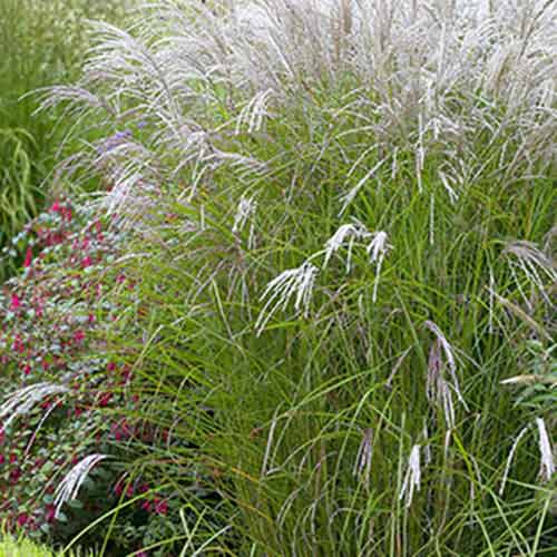 Міскантус Kleine Fontane зображення 1 артикул 70442