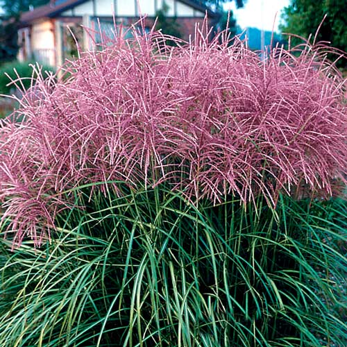 Міскантус Малепартус (Malepartus) зображення 1 артикул 2999