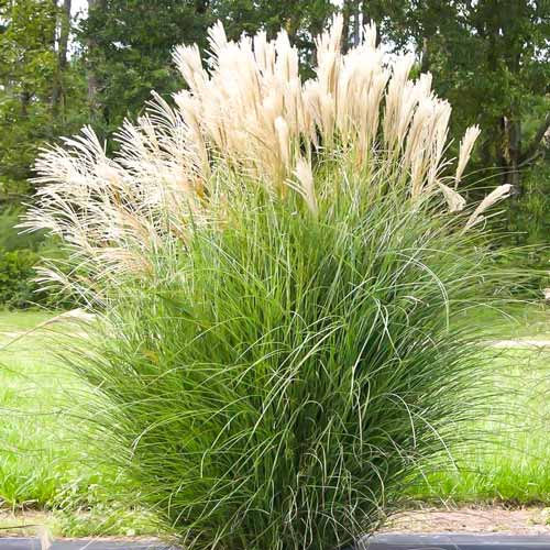 Мискантус китайский Блондо рисунок 1 артикул 9150