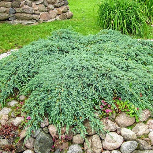 Можжевельник чешуйчатый Блю Карпет рисунок 1 артикул 9407