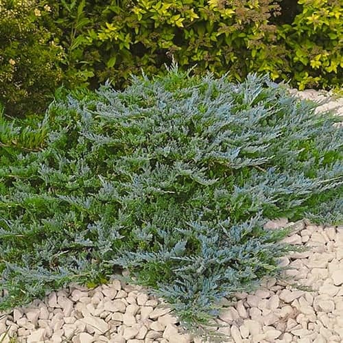 Ялівець горизонтальний Блю Чіп зображення 1 артикул 9434