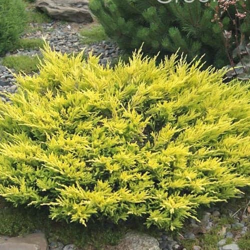 Можжевельник горизонтальный Лаймглоу рисунок 1 артикул 9458