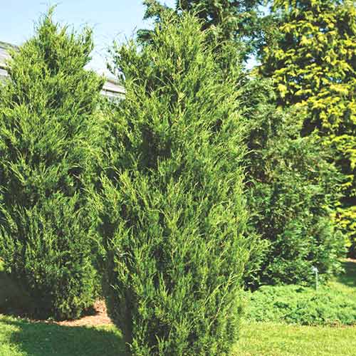 Ялівець віргінський Канаерті артикул фото 1 Ялівець віргінський Канаерті зображення 1 артикул 9443