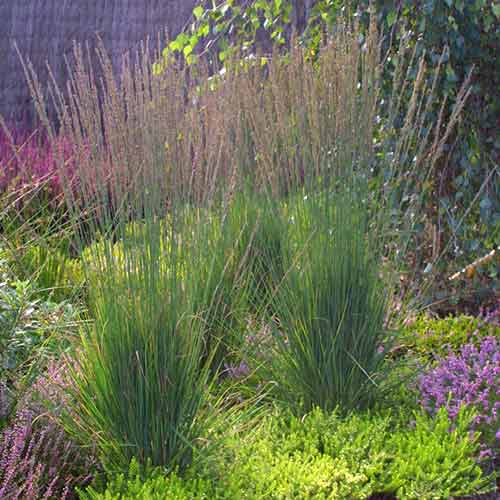 Молінія Морекс зображення 1 артикул 4772