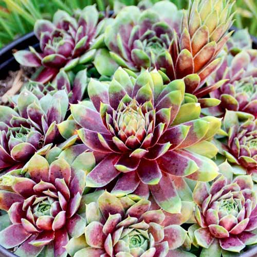 Молодило Біколор зображення 1 артикул 68710