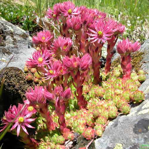 Молодило горное артикул фото 1 Молодило горное рисунок 1 артикул 68888